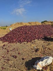 Premium Fresh Egyptian Red Onion for Export – product photo 1, product detail gallery