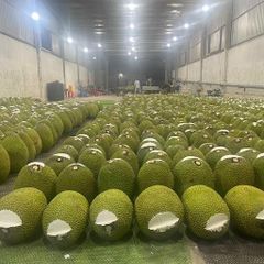 Jackfruits - Image 3