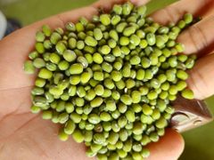 Green Mung bean Premium Quality - Image 1
