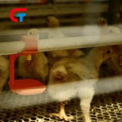 H-Type Chicken Cage 4-8 Tiers Auto Feeding Egg Collecting 1Y Warranty Hot Galvanized Steel - Image 1