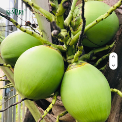 V.Kaus Vietnam Agriculture Sweet Young Green 0.8-1.2kg with Whole Husk Supply Wholesale 100% Fresh Coconut Water - Image 1