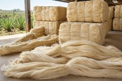 Natural Sisal Fibre Strong Durable Plant Based Material For Rope Twine Crafts Agriculture And Industrial Applications - Image 5