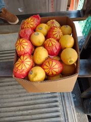 Eureka Lemon - Image 1