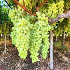 Grapes (Green, Red, Black) - Image 2