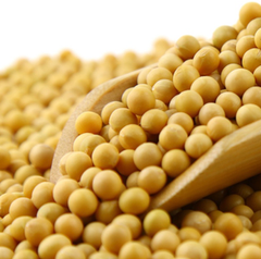 Yellow Soybeans - Image 2