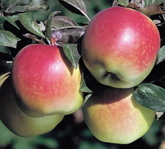 Fresh Apple - Image 4