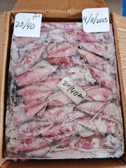 Squid Whole - Image 1
