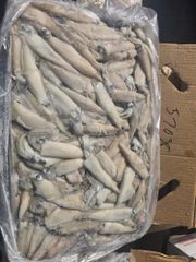 Loligo squid whole - Image 1