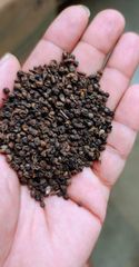 Black Pepper Pinheads – product photo 1, product detail gallery
