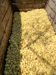 Sangam Potatoes from India – product photo 2, product detail gallery