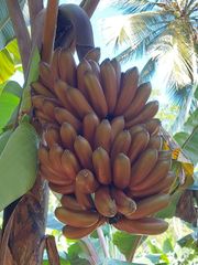 Sri Lankan Oragnic Fresh Banana Red – product photo 3, product detail gallery