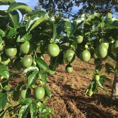 Supply Vietnam Fresh Passion fruit for US, EU, ASIA BEST PRICE Yellow Passion Fruits Wholesale - Image 4