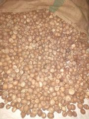 Areca Nuts (Betel Nuts) Indonesia - Image 2