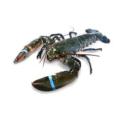 Factory price Canadian whole raw lobster UHP offered for wholesale sourcing programs - Image 4