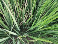 Millet - Image 1
