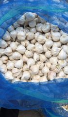 Fresh Garlic - Image 5