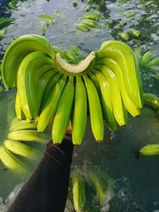 G9 Cavendish Green Banana – product photo 2, product detail gallery