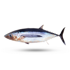 TUNA FISH Type Frozen Tuna Fish Ingredients Frozen Tuna Fish Form Fresh, Canned, And Frozen Application Various Culinary Applications - Image 3