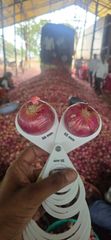 Onions - Image 4