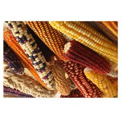 Fresh Sweet Corn on Cob Premium Yellow Corn Bulk Wholesale Farm Fresh Supply - Image 1