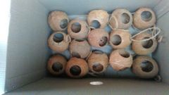coconut shell oval bird feeder – product photo 2, product detail gallery
