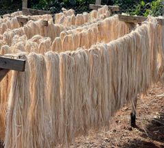 Banana Fiber (Premium Quality biodegradable banana fiber for Textiles, Handicrafts, industries etc. Premium quality long fiber carefully extracted and manually cleaned and sorted) - Image 1