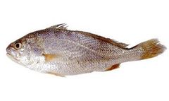 Frozen Whole TT Croaker Fish Supplier & Exporter India | Whole Round Frozen Fish | Bulk Wholesale Seafood - Image 2