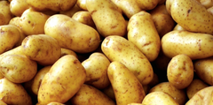 Fresh Potato – product photo 3, product detail gallery