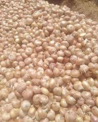 Wholesale Red and Yellow Onions Available In Stock - Image 3