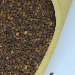Fresh Natural Whole White Humera Sesame Seed from Ethiopia High Oil Content Best Price - Image 1