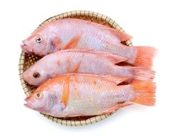 Good Nature Frozen Fish Red Tilapia Gutted Scaled From Vietnam for export - Image 1