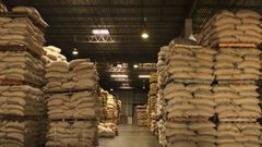 Kenyan Green Coffee beans ARABICA AA - Image 2