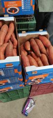 Egyptian sweet potatoes – product photo 1, product detail gallery