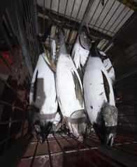 YELLOWFIN TUNA SEAFROZEN/LANDFROZEN - Image 1
