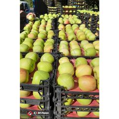 Iran Fresh Apples ( Red apple, Yellow apple, Green apple ) - Image 3