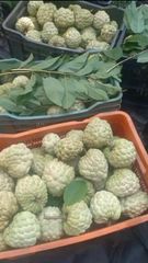 Fresh Custard Apple (Sitaphal) Fruits - Image 1