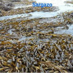 Macrocystis Dried seaweed Brown from peru - Image 3