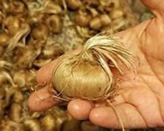Saffron Seed - Image 3