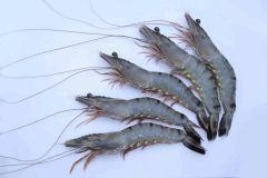 Premium Indian Frozen Black Tiger Shrimp – Export-Quality Penaeus Monodon, IQF Frozen Seafood for Wholesale and Internat - Image 2