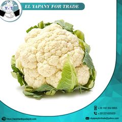 Egypt Quality Fresh Cauliflower Style Fresh Weight (kg) 1.5 Certification BV Place of Origin Egypt Cultivation Type - Image 6