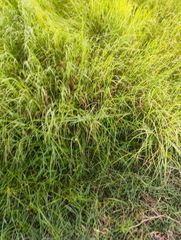 Premium Rhodes grass - Image 2