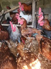 Chicken and poultry – product photo 1, product detail gallery