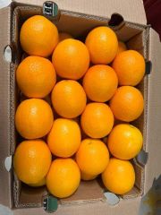 Fresh Navel Oranges available from South Africa - Image 5
