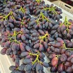 Early Sweet Grapes from Nine Fruits Exports for supply Export  to wholesale and  distributors - Image 1