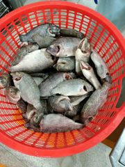 Frozen Black Tilapia Whole Gutted Cleaned WGS/ Tilapia mossambicus Competitive Price - Image 6