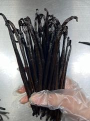 Vanilla Bean Gourmet Planifolia - Image 1