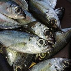 BIG EYE SCAD FOR HIGH QUANTITY WHOLESALE Ph Value Na Style Frozen Content Fish Additives Na Variety Bigeye Weight - Image 1