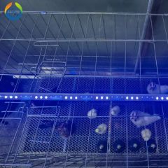 IP67 50000h Three-Color Dimmable LED Poultry Light Tube for Chicken Farming - Image 2