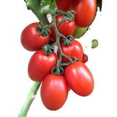 Oblate shape for fresh tomato verities in south africa Color Red Type Tomato Shape Round Content n/a Style Fresh Address - Image 1