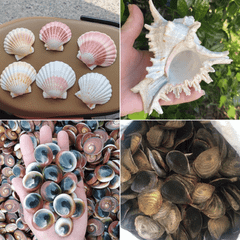 Seashell Mix from Vietnam - for Gifts & Decoration Origin Vietnam Texture Natural Type Bulk Natural Marine Seashells Sourcing Method Sustainably Sourced - Image 3
